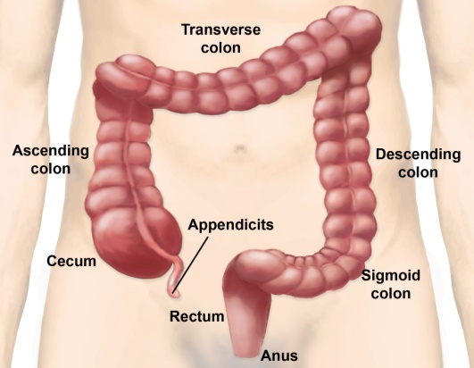 apendix1
